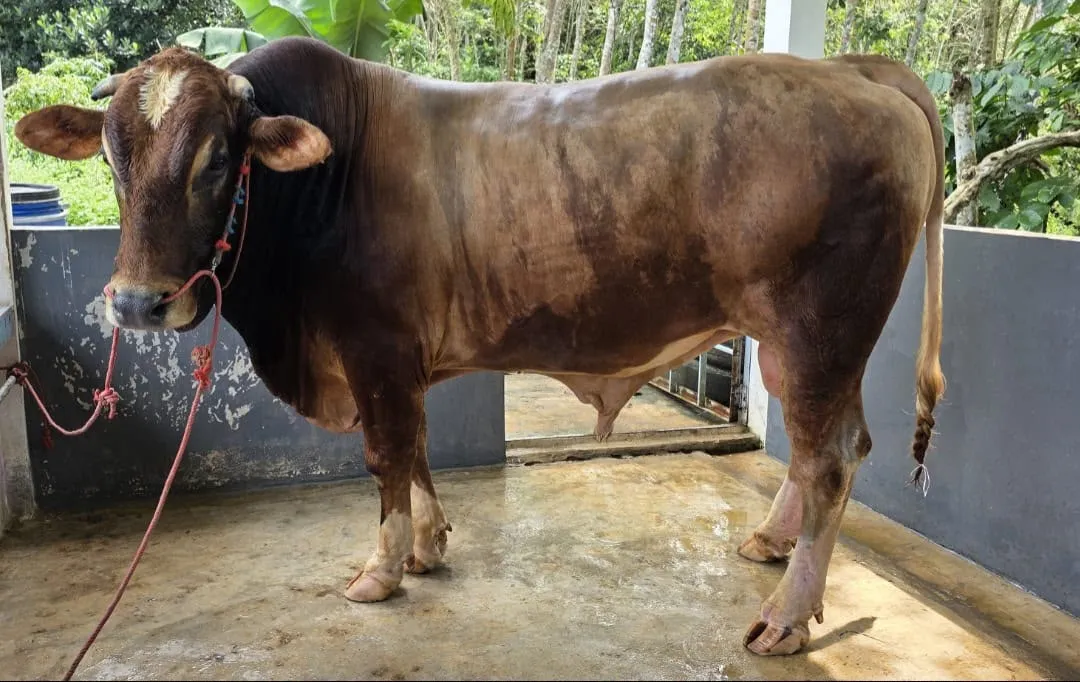 Sapi Kurban Presiden 1447 H Angkat Potensi Ternak Bulukumba